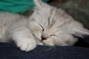 A gray cat sleeping