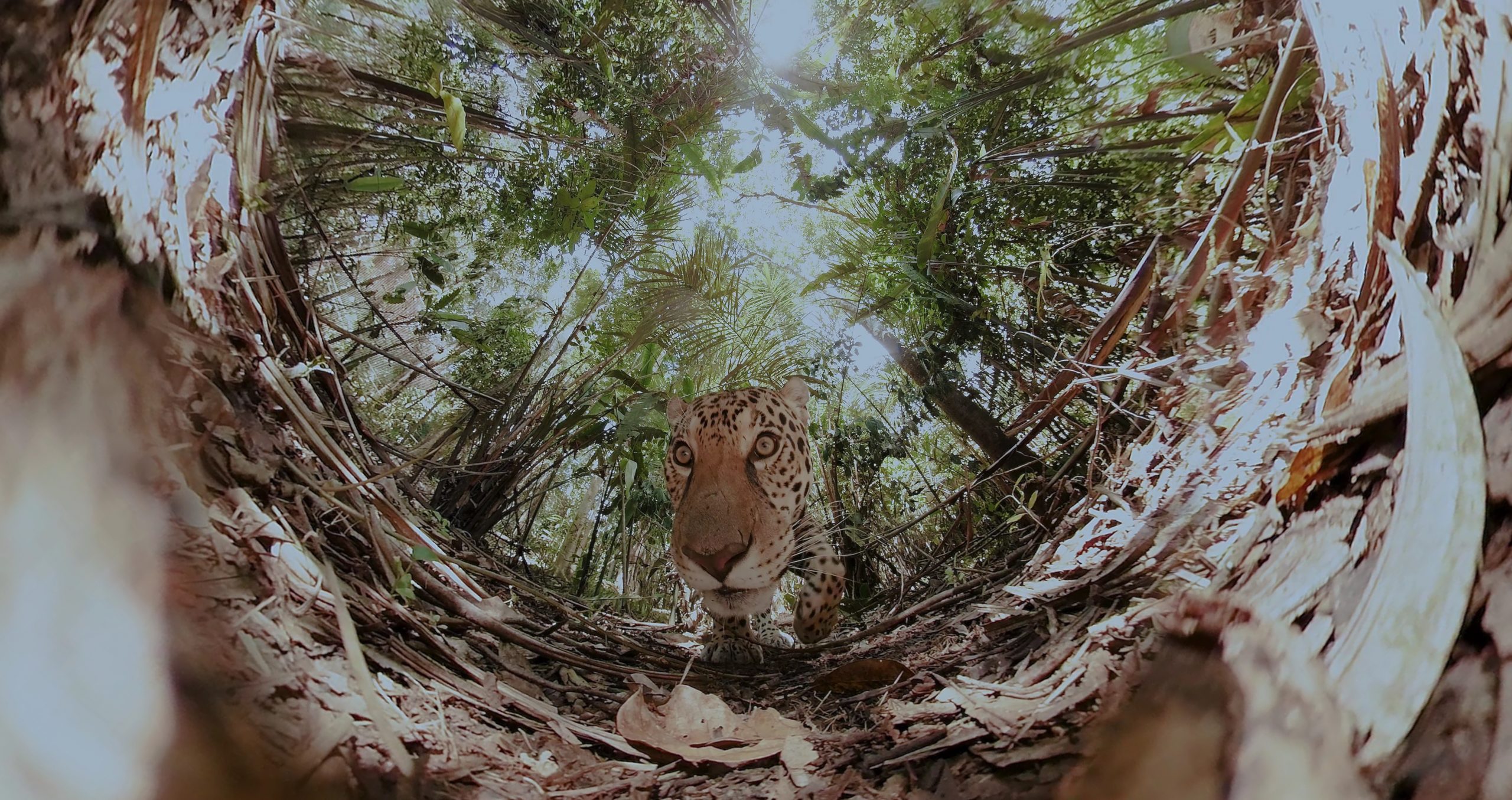 A virtual reality screen grab of a tiger in the jungle.
