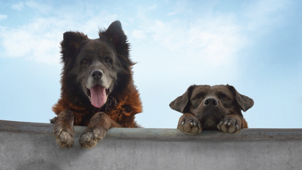 Cholo and Football two dogs in the documentary Los Reyes peek over a lip at a skatepark