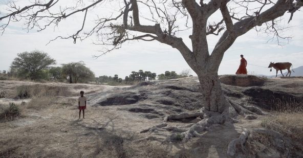 Young boy by barren tree